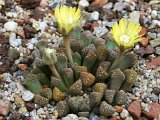 Titanopsis primosi  PV 1043 Gamoep